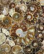 Composite Plate Of Agatized Ammonite Fossils #57741-1